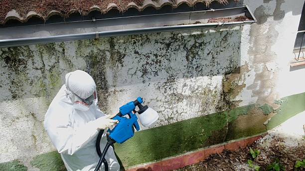 Trusted Commercial Mold Remediation service in Hugo, MN - Cheap Mold Removal